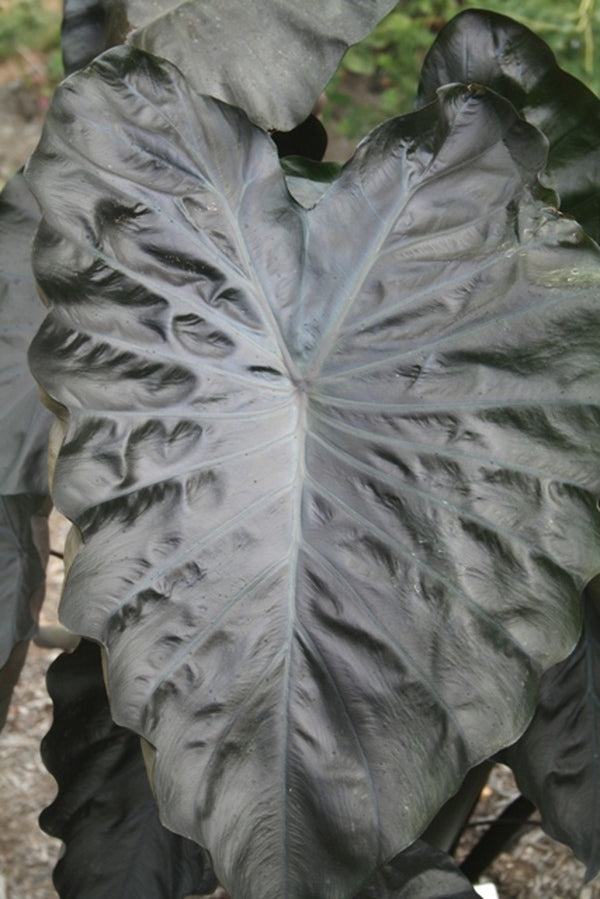 Image of Colocasia esculenta 'Black Coral' PP 23,896 taken at Juniper Level Botanic Gdn, NC by JLBG