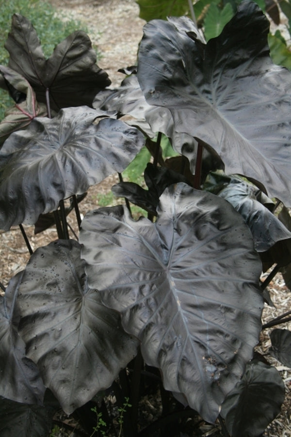 Image of Colocasia esculenta 'Black Coral' PP 23,896 taken at Juniper Level Botanic Gdn, NC by JLBG