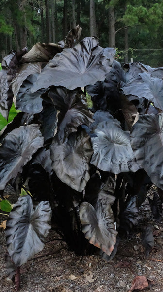 Colocasia esculenta Black Coral