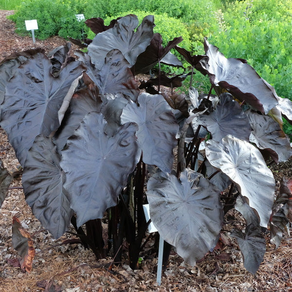 Image of Colocasia esculenta 'Black Coral' PP 23,896 taken at Juniper Level Botanic Gdn, NC by JLBG