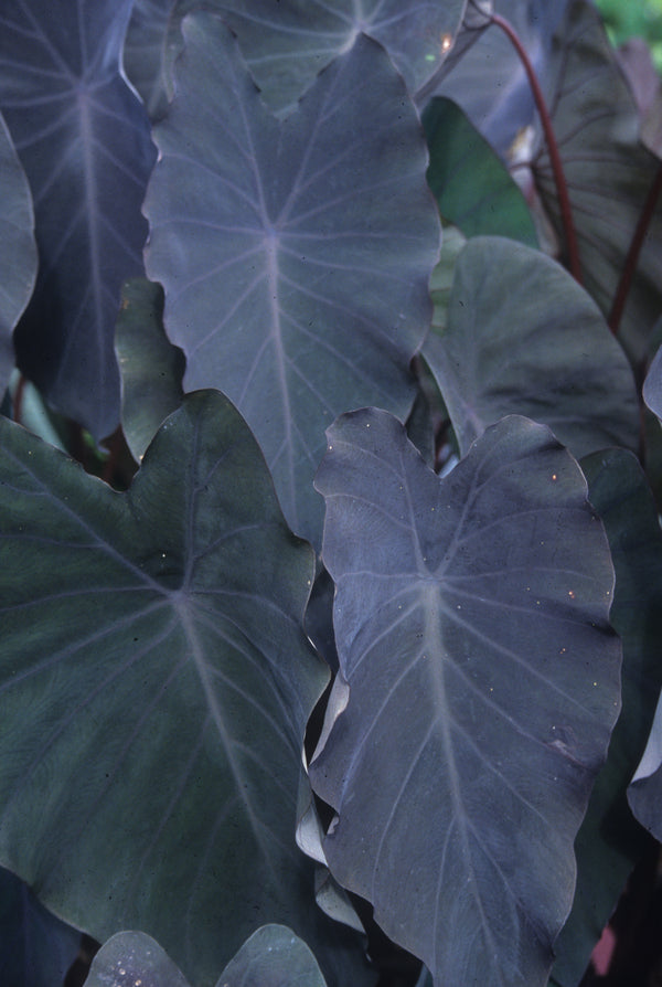 Image of Colocasia esculenta 'Black Runner' taken at Juniper Level Botanic Gdn, NC by JLBG