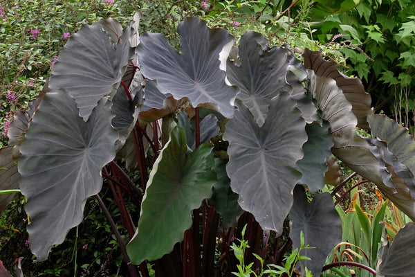 Image of Colocasia esculenta 'Black Runner' taken at Juniper Level Botanic Gdn, NC by JLBG
