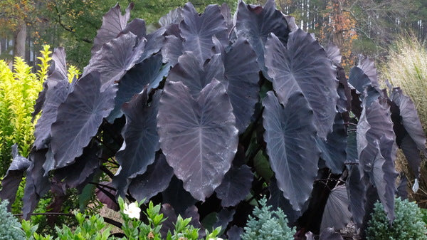 Image of Colocasia esculenta 'Black Runner' taken at Juniper Level Botanic Gdn, NC by JLBG