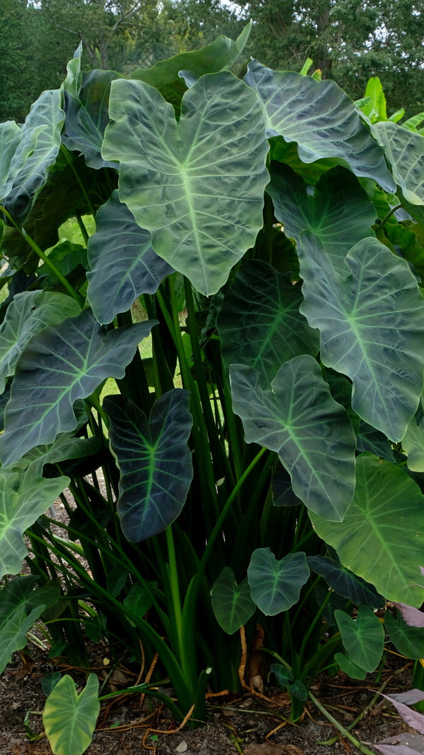 Image of Colocasia esculenta 'Coal Miner' taken at Juniper Level Botanic Gdn, NC by JLBG