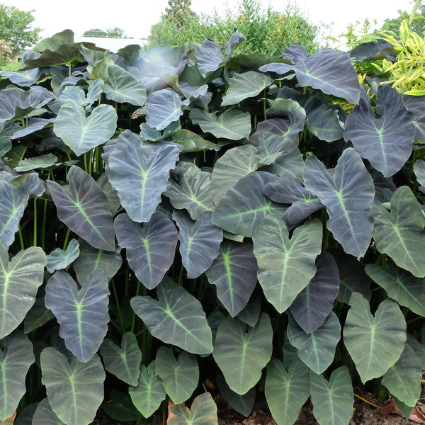 Image of Colocasia esculenta 'Coal Miner' taken at Juniper Level Botanic Gdn, NC by JLBG