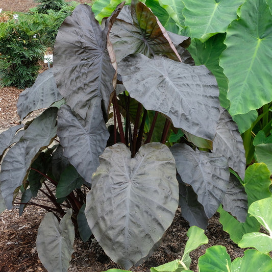 Image of Colocasia esculenta 'Diamond Head' PP 19,939 taken at Juniper Level Botanic Gdn, NC by JLBG