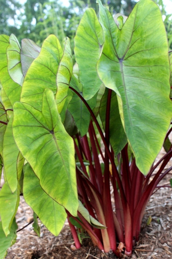 Image of Colocasia esculenta 'Hawaiian Punch' PP 24,596 taken at Juniper Level Botanic Gdn, NC by JLBG
