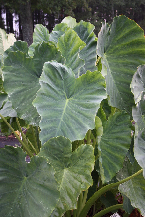 Image of Colocasia esculenta 'Jack's Giant' taken at Juniper Level Botanic Garden, Raleigh NC by JLBG