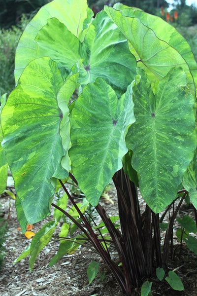 lime elephant ear plant Colocasia esculenta 'Lemon-Lime Gecko'