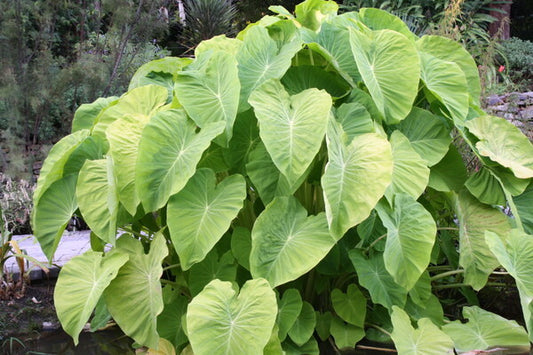 Image of Colocasia esculenta 'Lemonade' taken at Juniper Level Botanic Gdn, NC by JLBG