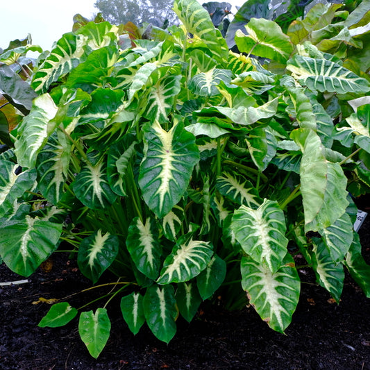 Image of Colocasia esculenta 'Maui Sunrise' PP 31,175 taken at Juniper Level Botanic Gdn, NC by JLBG