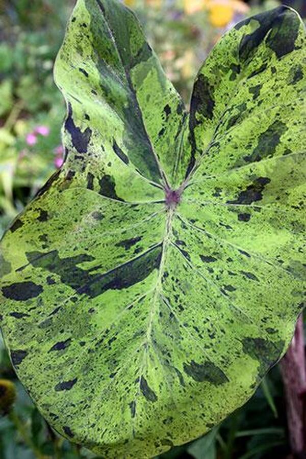 Image of Colocasia esculenta 'Mojito' PP 21,995 taken at Juniper Level Botanic Gdn, NC by JLBG