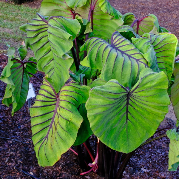 Image of Colocasia esculenta 'Pharaoh's Mask' PP 33,772 taken at Juniper Level Botanic Gdn, NC by JLBG