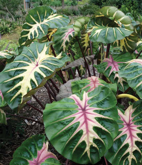 Image of Colocasia esculenta 'Waikiki' PP 34,615 taken at Juniper Level Botanic Gdn, NC by JLBG