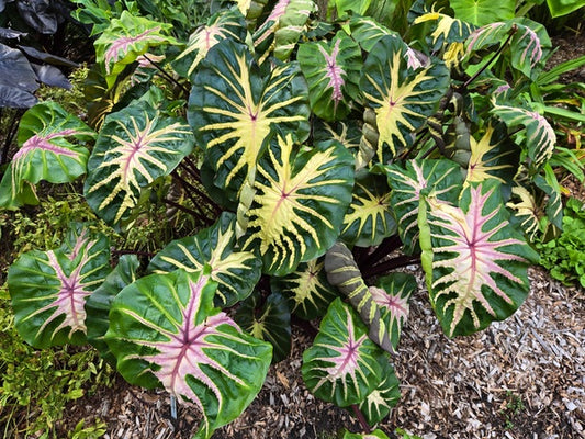 Image of Colocasia esculenta 'Waikiki' PP 34,615 taken at Juniper Level Botanic Gdn, NC by JLBG