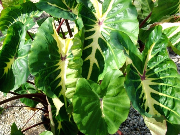 Image of Colocasia esculenta 'White Lava' PP 24,481 taken at Hawaii by J. Cho
