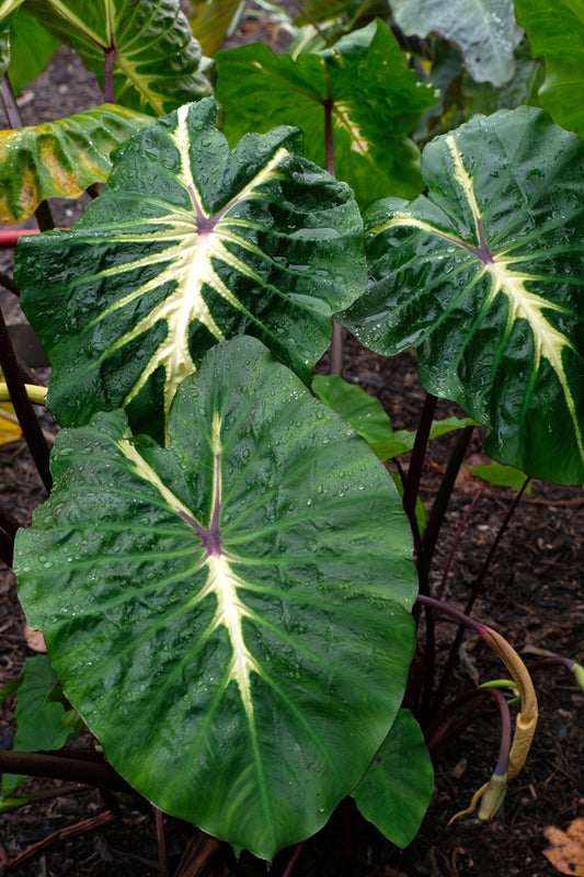 Image of Colocasia esculenta 'White Lava' PP 24,481 taken at Juniper Level Botanic Gdn, NC by JLBG