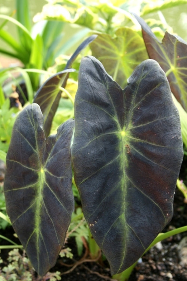 Image of Colocasia esculenta var. antiquorum 'Black Beauty' taken at Juniper Level Botanic Gdn, NC by JLBG