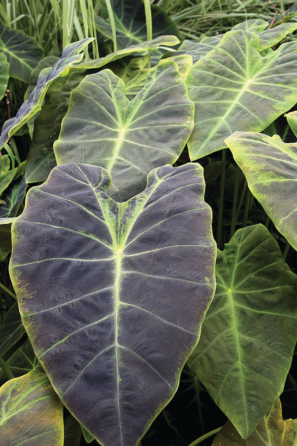 Image of Colocasia esculenta var. antiquorum 'Black Beauty' taken at Juniper Level Botanic Gdn, NC by JLBG