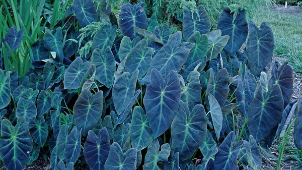 Image of Colocasia esculenta var. antiquorum 'Black Beauty' taken at Juniper Level Botanic Gdn, NC by JLBG