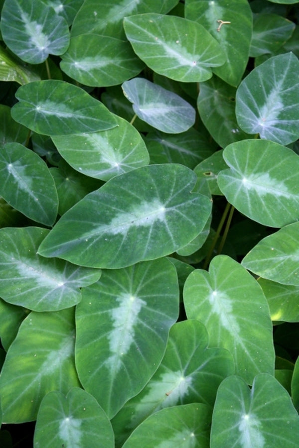Image of Colocasia fallax taken at Juniper Level Botanic Gdn, NC by JLBG