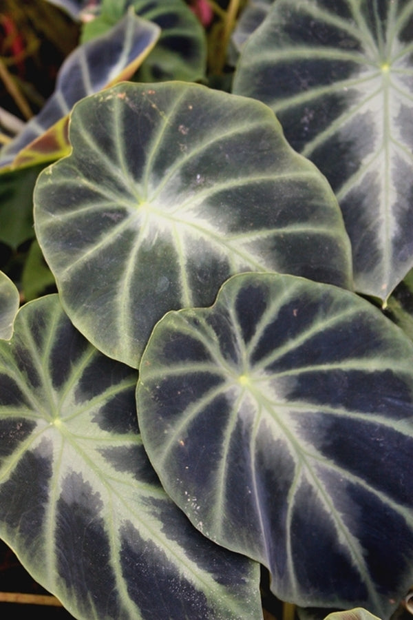 Image of Colocasia heterochroma 'Dark Shadows' taken at Juniper Level Botanic Gdn, NC by JLBG