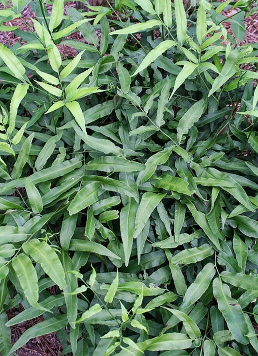 Image of Coniogramme affinis 'Ping Wu' taken at Juniper Level Botanic Gdn, NC by JLBG