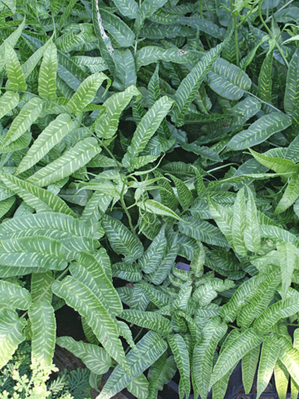 Image of Coniogramme emeiensis 'Golden Zebra' taken at Juniper Level Botanic Gdn, NC by JLBG