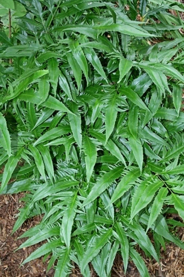 Image of Coniogramme intermedia 'Yoroi Musha' taken at Juniper Level Botanic Gdn, NC by JLBG