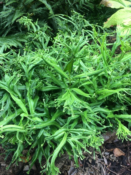 Image of Coniogramme jinggangshanensis 'Shishi' taken at JLBG by C. Hardison
