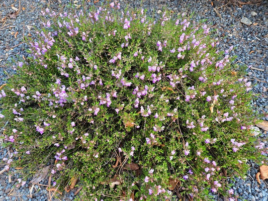 Image of Conradina sp. nov. 'Styx Greenlow' taken at Juniper Level Botanic Gdn, NC by JLBG
