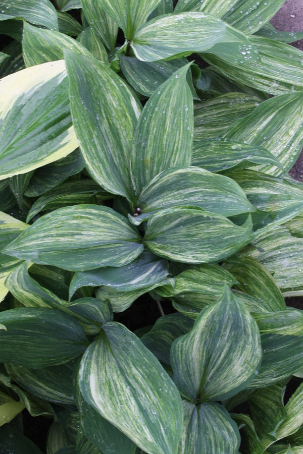 Image of Convallaria keiskei 'Soft Stripes' taken at Walters Gardens, MI by Walters Gardens