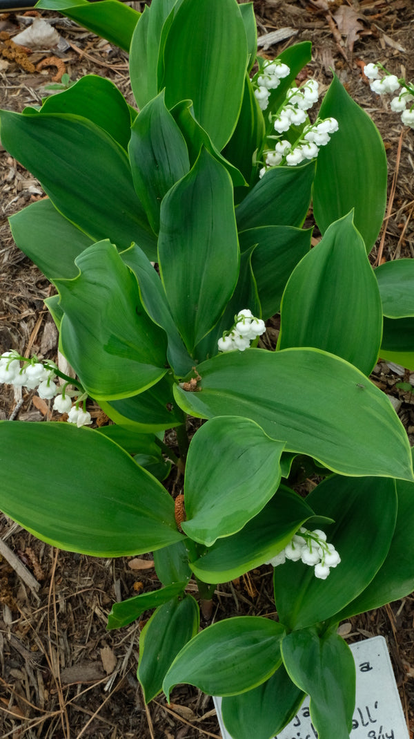 Image of Convallaria majalis 'Hardwick Hall' taken at Juniper Level Botanic Gdn, NC by JLBG