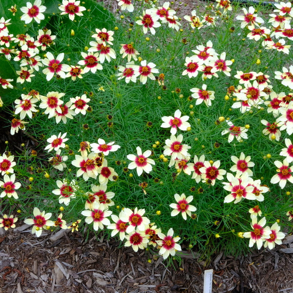 Image of Coreopsis 'Red Hot Vanilla' PP 30,909 taken at Juniper Level Botanic Gdn, NC by JLBG