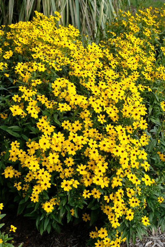 Image of Coreopsis palustris 'Summer Sunshine' taken at Juniper Level Botanic Gdn, NC by JLBG