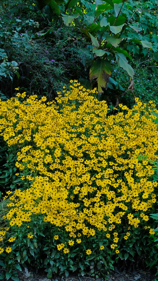 Image of Coreopsis palustris 'Summer Sunshine' taken at Juniper Level Botanic Gdn, NC by JLBG