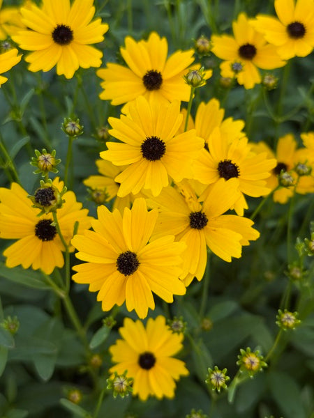 Image of Coreopsis palustris 'Summer Sunshine' taken at Juniper Level Botanic Garden, Raleigh NC by Lidia Churakova