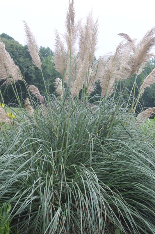 Image of Cortaderia egmontiana 'Plume Delight' taken at Juniper Level Botanic Gdn, NC by JLBG