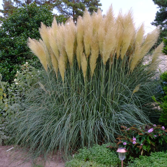 Image of Cortaderia selloana 'Blue Bayou' PP 25,937 taken at Juniper Level Botanic Gdn, NC by JLBG