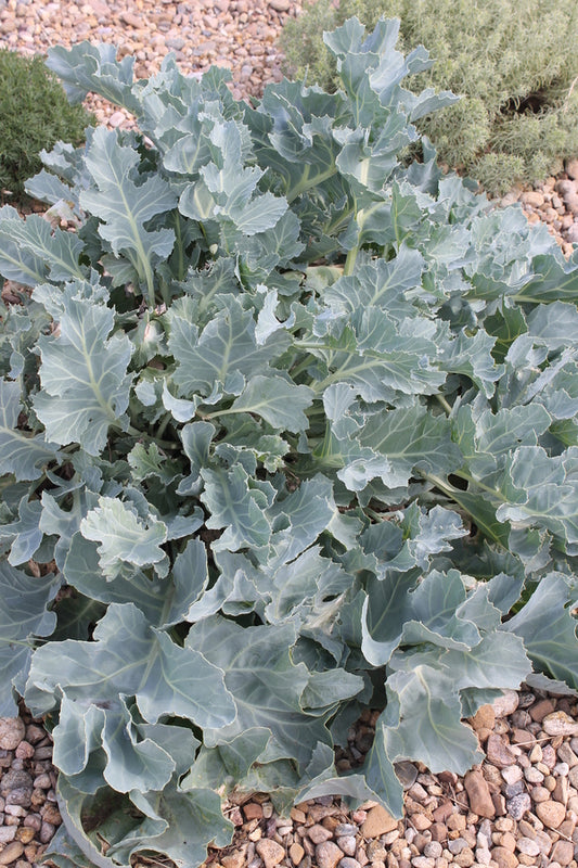 Image of Crambe maritima taken at Kendrick Lake Park, CO