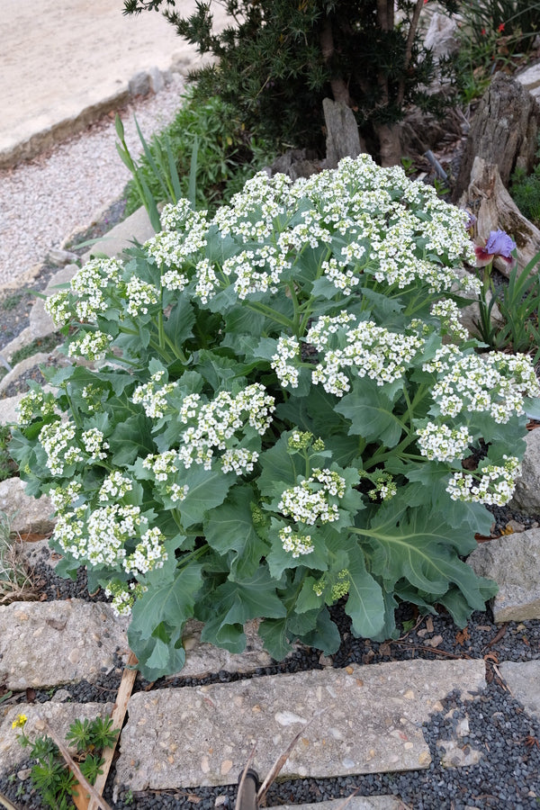 Image of Crambe maritima taken at Juniper Level Botanic Gdn, NC by JLBG