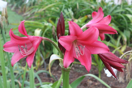 Image of Crinum 'Antares' taken at Juniper Level Botanic Gdn, NC by JLBG
