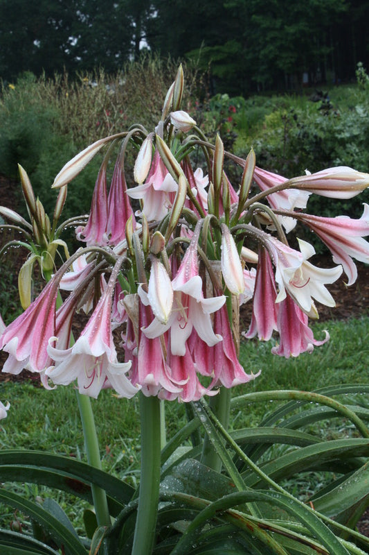 Image of Crinum 'Cheers' taken at Juniper Level Botanic Gdn, NC by JLBG