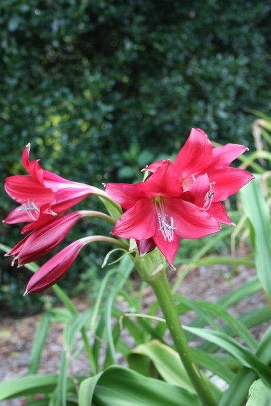 Image of Crinum 'Ellen Bosanquet' taken at Juniper Level Botanic Gdn, NC by JLBG