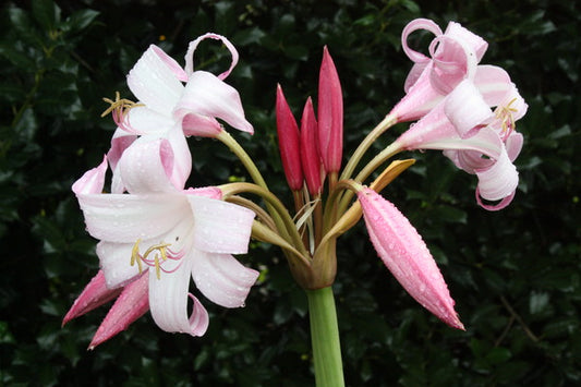 Image of Crinum 'Improved Peach Blow' taken at Juniper Level Botanic Gdn, NC by JLBG