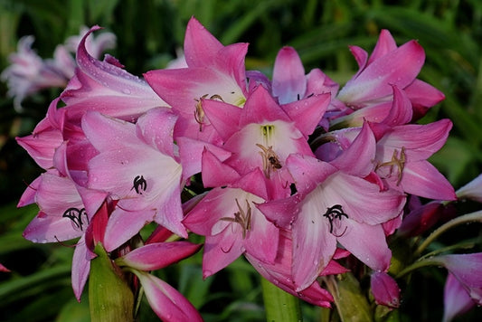 Image of Crinum 'Kim Maureen' taken at Juniper Level Botanic Gdn, NC by JLBG