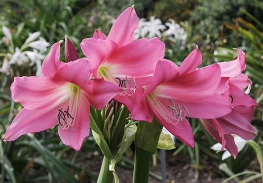 Image of Crinum 'Persephone' taken at Juniper Level Botanic Gdn, NC by JLBG