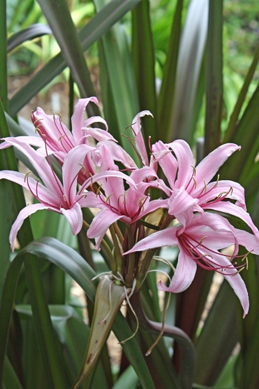 Image of Crinum 'Sangria' taken at Juniper Level Botanic Gdn, NC by JLBG