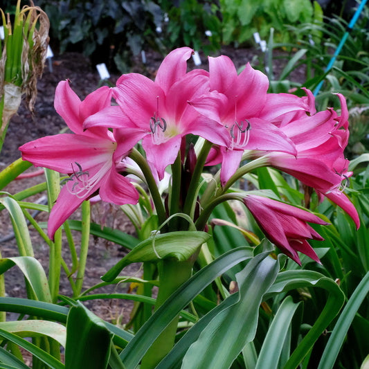 Image of Crinum 'Sunbonnet' taken at Juniper Level Botanic Gdn, NC by JLBG