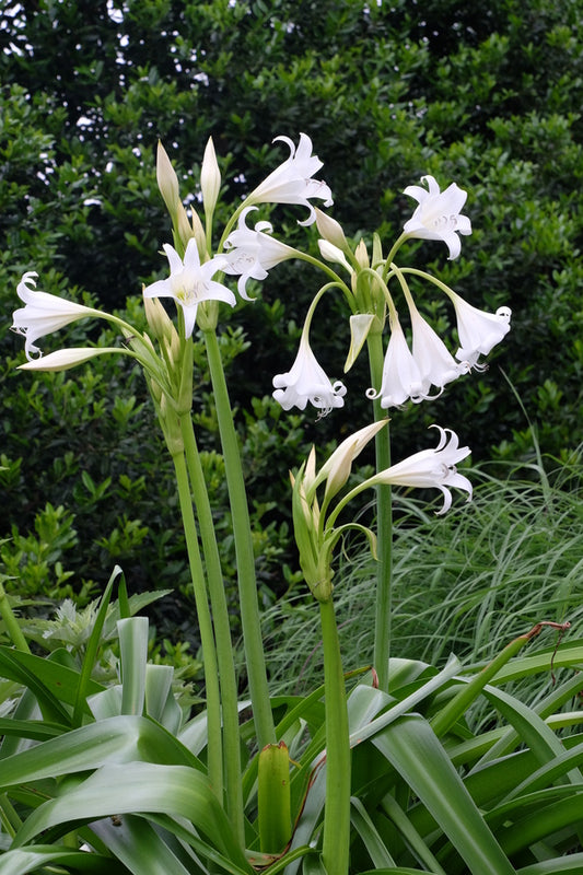 Image of Crinum 'White Queen' taken at Juniper Level Botanic Gdn, NC by JLBG